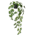 Planta Colgante