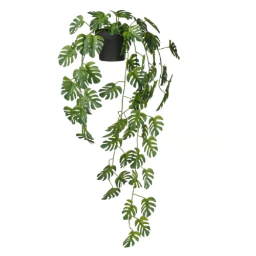 Planta Colgante