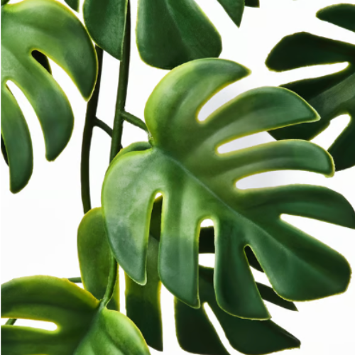Planta Colgante